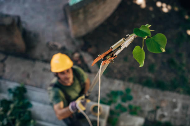 Best Palm Tree Trimming  in Naples Manor, FL